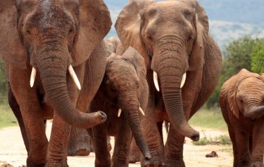 Winter in South Africa - Enchanting Travels South Africa Tours Addo elephant national park,eastern cape