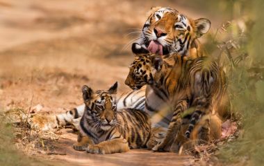 Royal Bengal Tiger with Cub