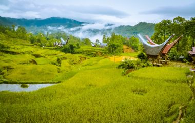 Photo of fields of grass and morning fog in forest near village with traditional tongkonans in Toraja region in Sulawesi Indonesia, Asia