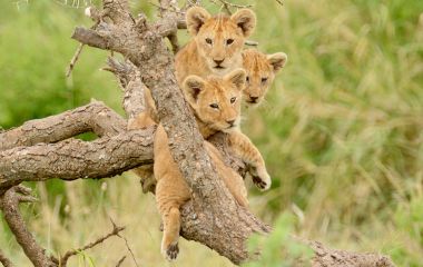 Enchanting Travels Africa Tours - Lion King Safari - a group of lion cubs hanging out in a tree