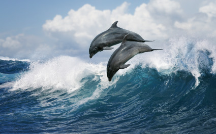 Enchanting Travels Hawaii Tours Dolphin