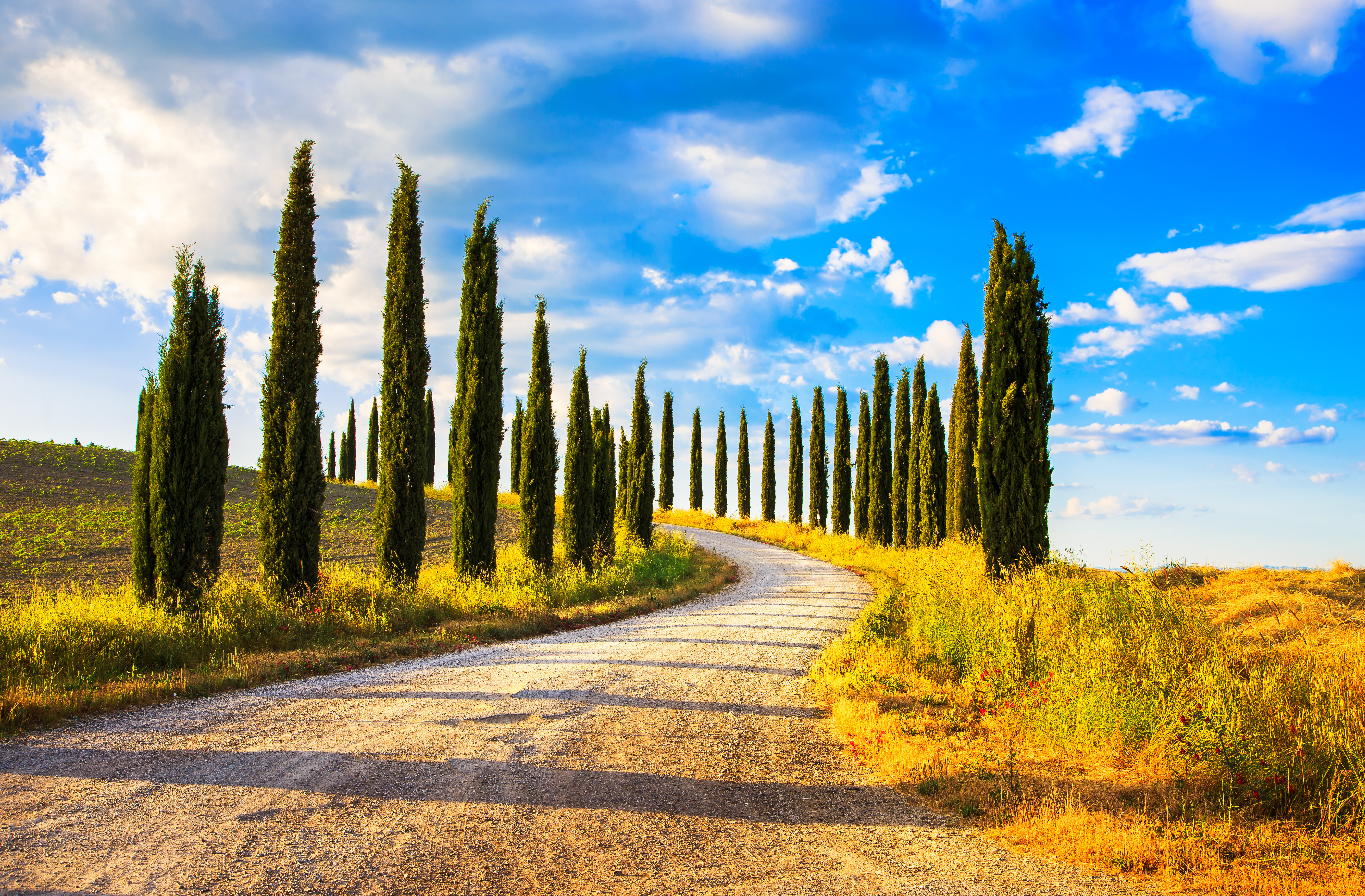 Enchanting Travels Italy Tours Italian cypress trees rows and a white road rural landscape. Siena, Tuscany, Italy, Europe Italy travel guide - Tuscany
