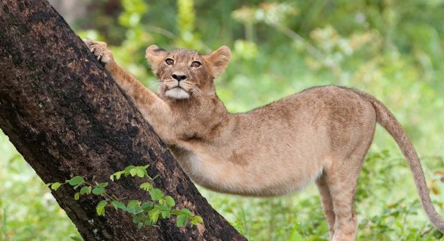 highlights of Zimbabwe - lion cubs