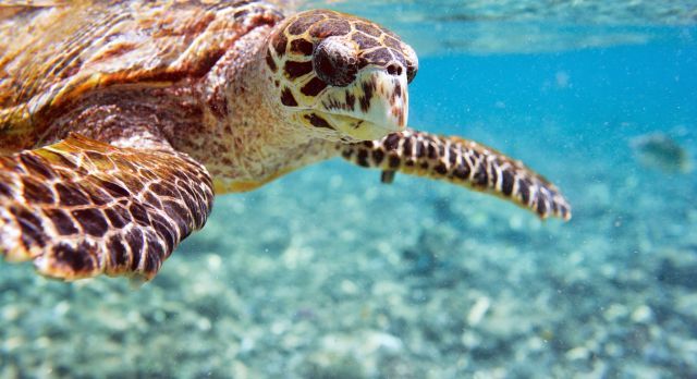 Meereschildkröte in den Gewässern des Saint Anne Marineparks