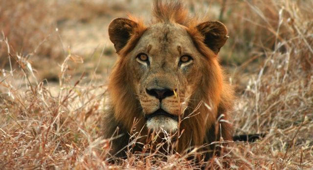 Löwe, Safari