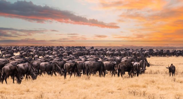 Enchanting Travels Wildebeest migration in Serengeti national Park,Tanzania