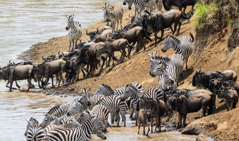 Zebras und Gnus durchqueren einen Fluss in der Masai Mara in Afrika