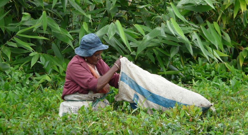 Frau auf Mauritius bei der Ernte