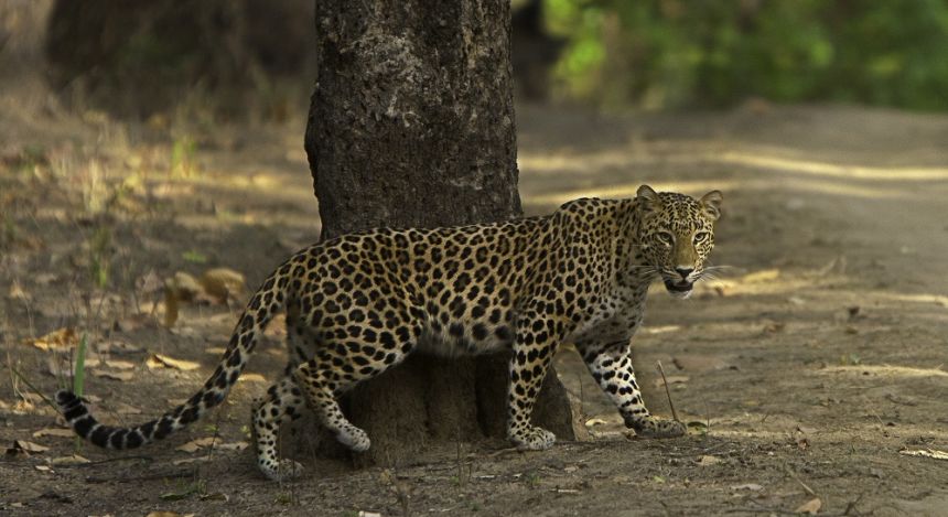 Ein Leopard neben einem Baum blickt in die Kamera