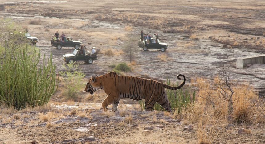 Tiger streift durch Landschaft