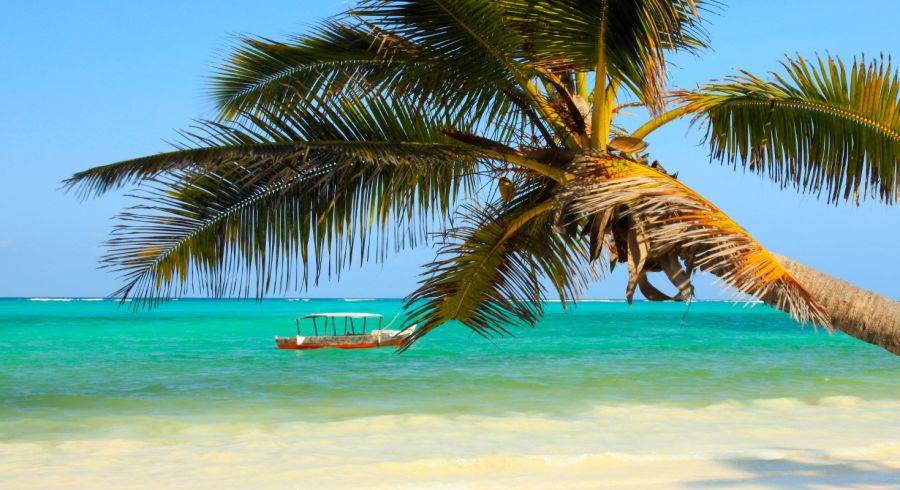 Beste Reisezeit Sansibar - Strand mit Palme
