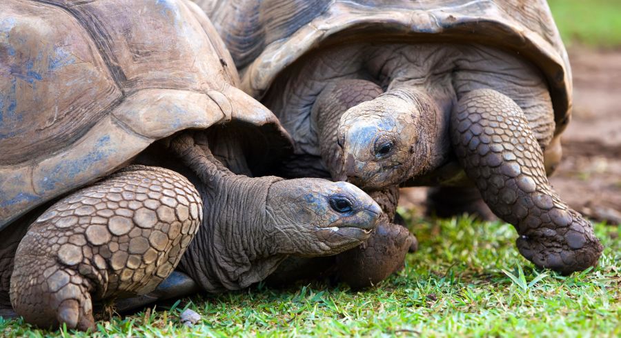 Die Riesenschildkröten sind so etwas wie das Maskottchen von Mauritius