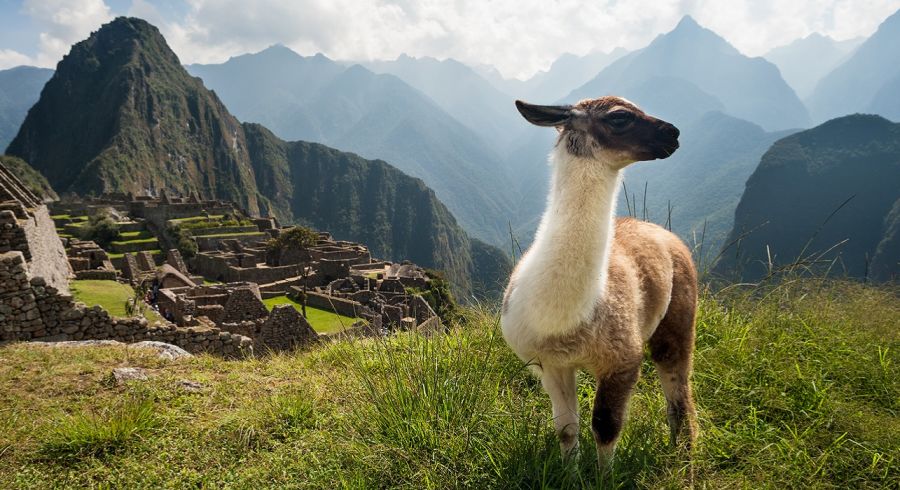 Alpaca vor dem Machu Picchu