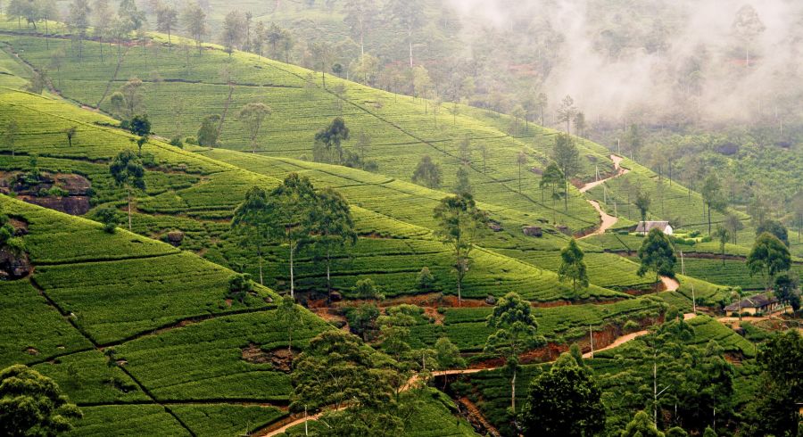 Beste Reisezeit Sri Lanka - Nebel in den Hügeln von Nuwara