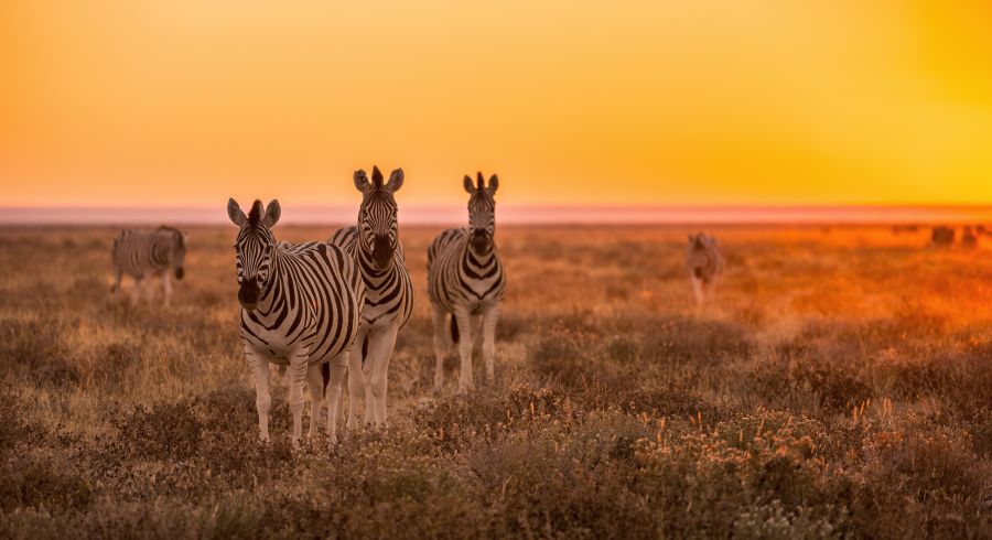 Beste Reisezeit Namibia - Auf Namibia Safaris Zebras sichten