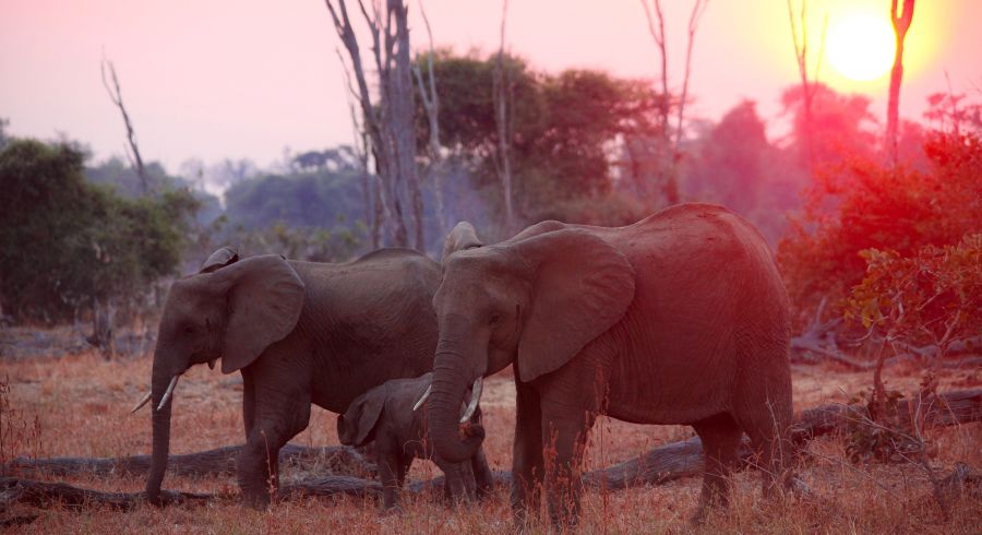 Sonnenuntergang auf Sambia Safaris: Vorbeiziehende Elefanten