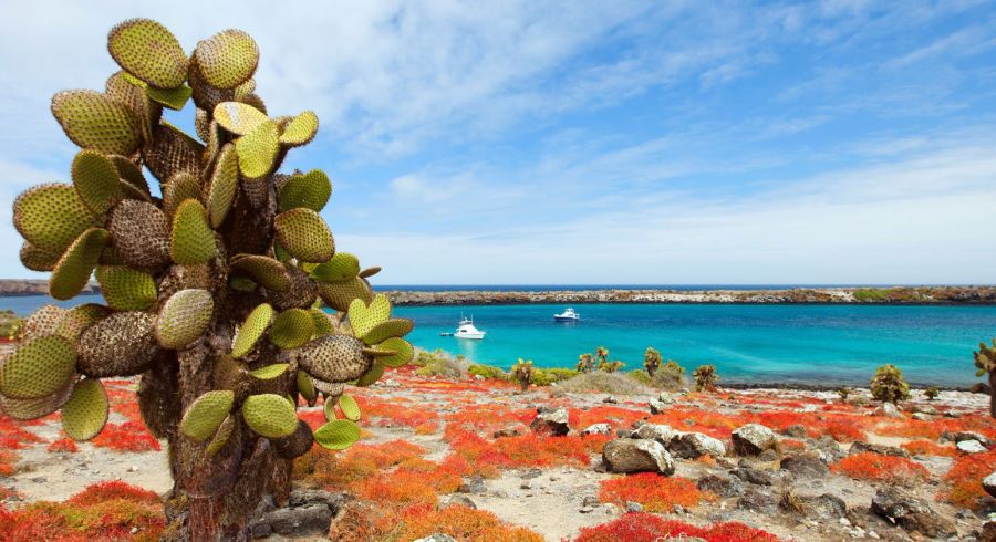 South Plaza Island, Teil des Galapagos Archipels
