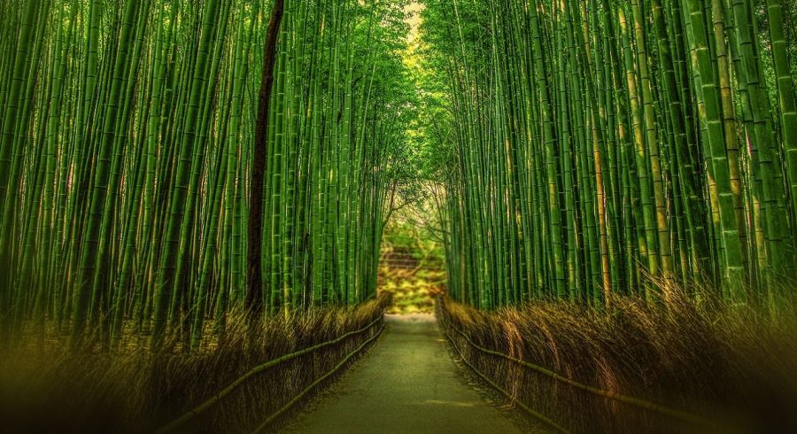 Enchanting Travels Japan Tours Kyoto sights Bamboo forest