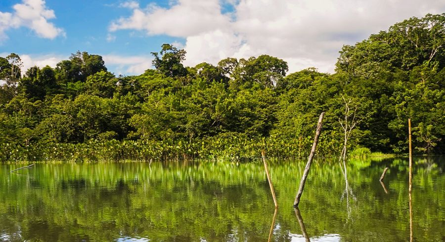 Ecuador Tours-Amazon Yasuni National Park