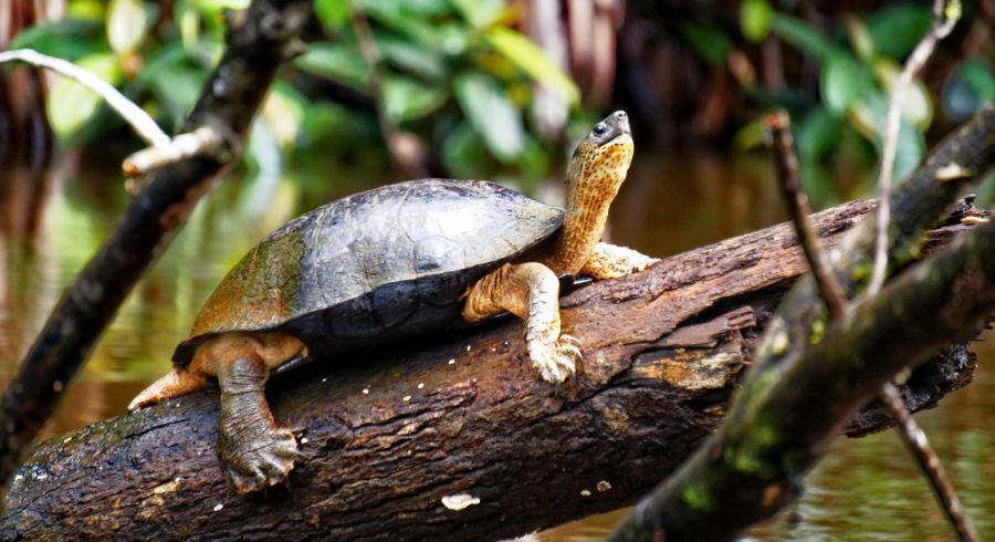 Turtle watching in Costa Rica