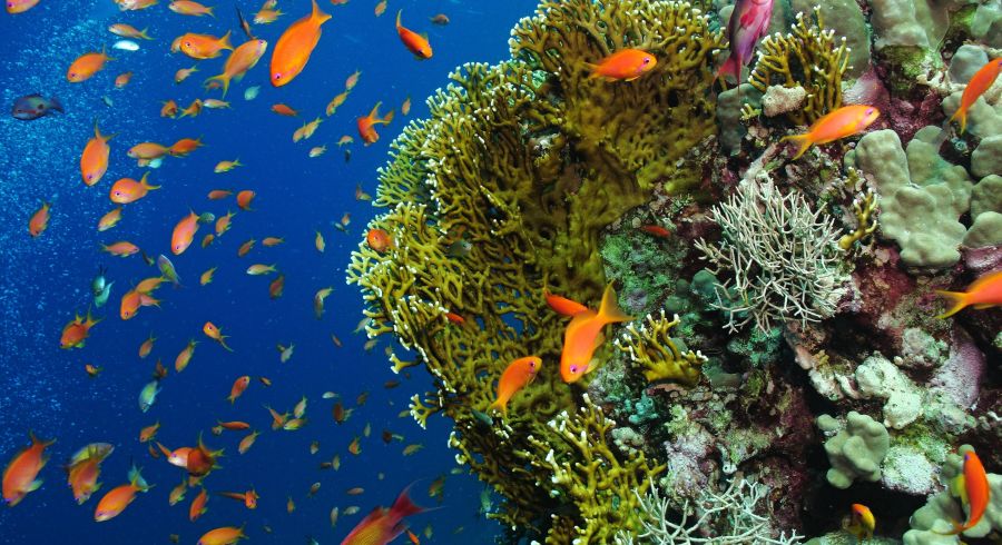 Unterwasserbewohnern von Mauritius