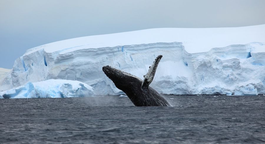 Breaching humpback whale in Antarctica