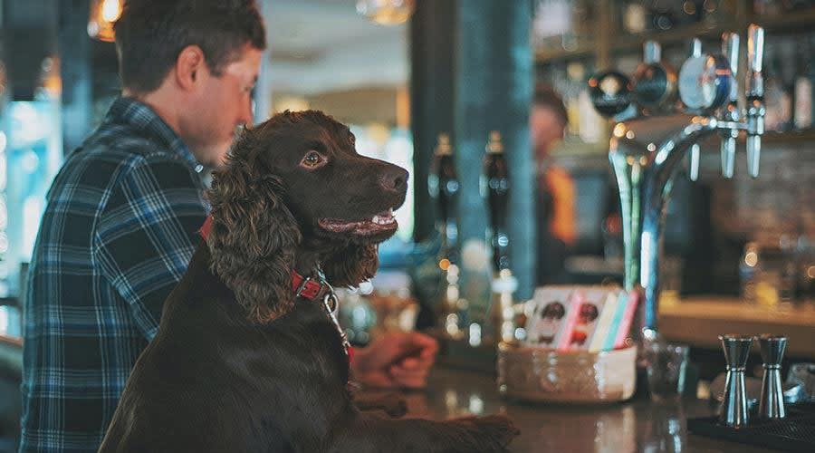 The Bridge House, Pet Friendly Pub in South London