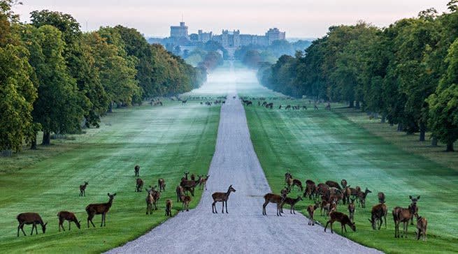 Windsor Great Park - Days Out in Berkshire