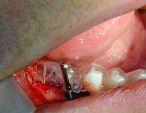 04 z1lwzh - Eugenol