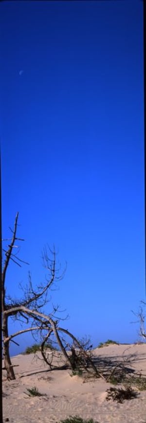 2007 011 urlvp6 - Eugenol