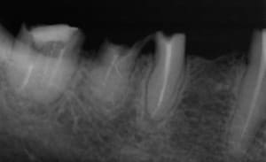 220 ywbdye - Eugenol