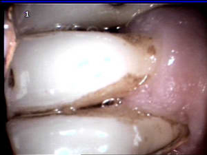 41 iwe9sc - Eugenol