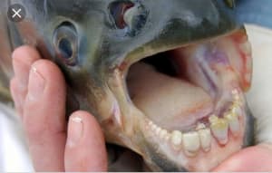 73cb985d 6cd6 497b 80b8 64adc02d68ce drasba - Eugenol