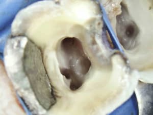 8 uj8dou - Eugenol