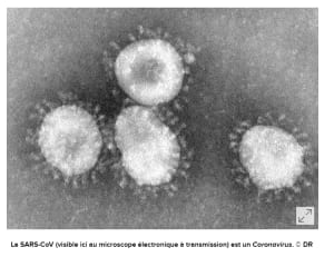 Capture lyjave - Eugenol