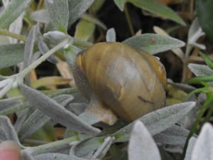 Cascade qfndip - Eugenol