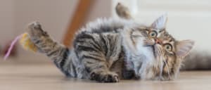 Cat 3 1030x438 qebi65 - Eugenol