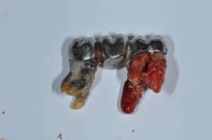 Dsc 0056 vycruj - Eugenol