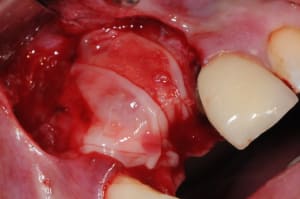 Dsc 1669 u4nkkh - Eugenol