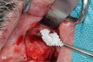 Dsc 2763 g6su67 - Eugenol