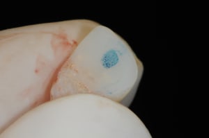 Dsc 4285 mmdqev - Eugenol