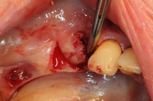 Dsc 5499 byynnm - Eugenol