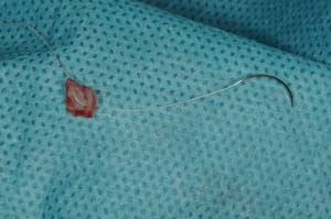 Dsc 6757 tvvb2q - Eugenol