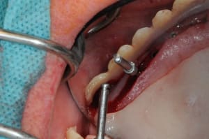 Dsc 9722 xsvwq0 - Eugenol