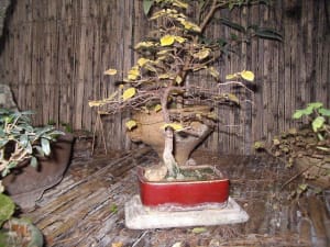 Imgp0243 e1j6xm - Eugenol