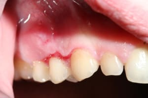 Img 0404 yoli3o - Eugenol
