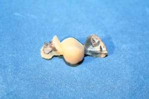 Img 0462 small tvpfmw - Eugenol