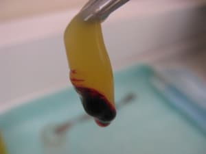 Img 2562 mmstja - Eugenol