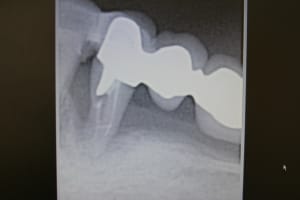 Img 4155 uymxxj - Eugenol