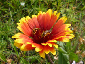 P1000092 nuhgru - Eugenol